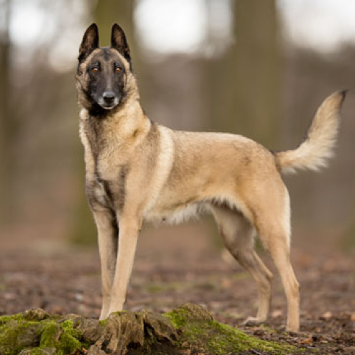 belgian malinois dog