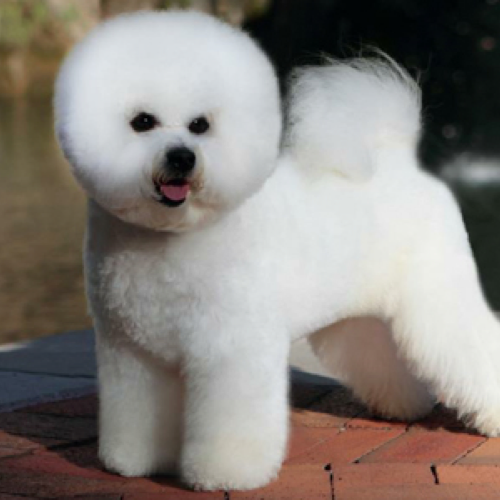 best dog clippers for bichon frise