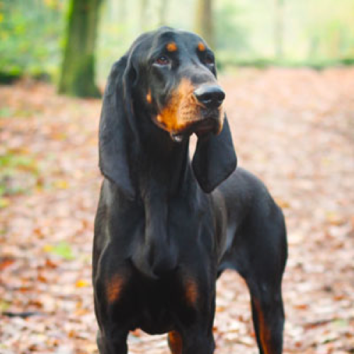 black and tan hound
