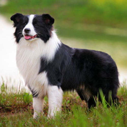 how heavy should a border collie be