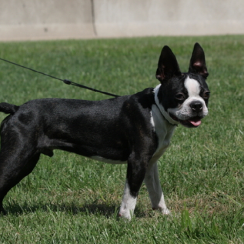 does a boston terrier need a coat? 2