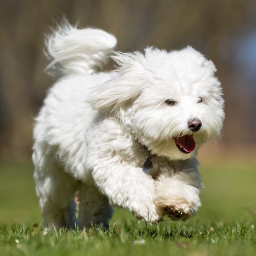 Coton de Tulear grooming, bathing and 