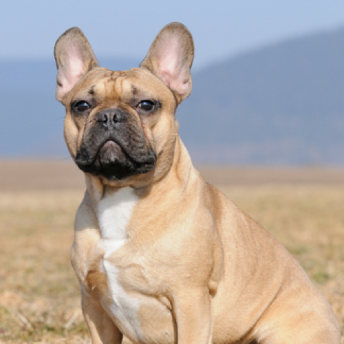 do french bulldogs need grooming?