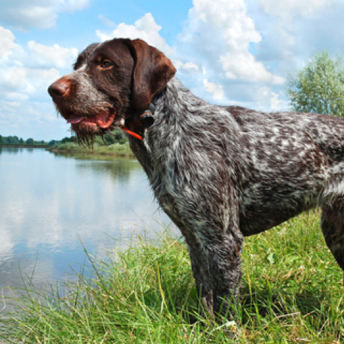 german wired shorthaired pointer