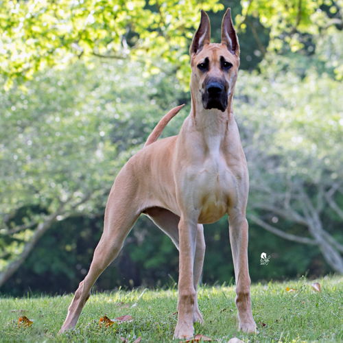 great dane bred for