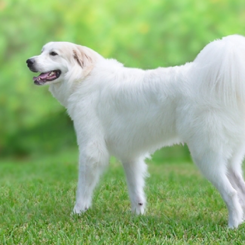 great pyrenees price