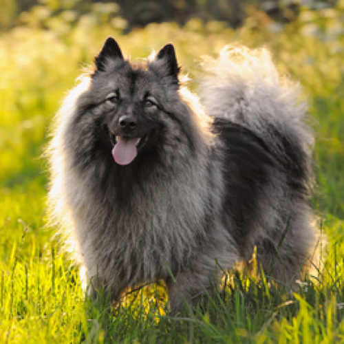 keeshond pictures