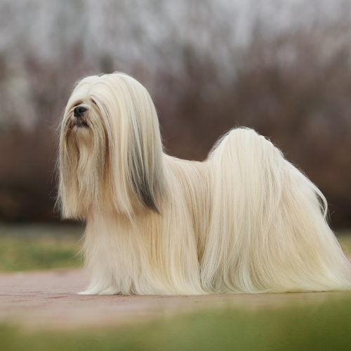what kind of dog is a lhasa apso