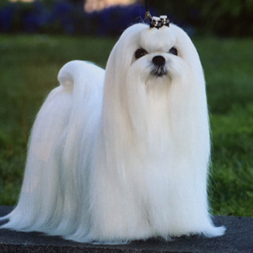how often does a maltese need to be groomed?