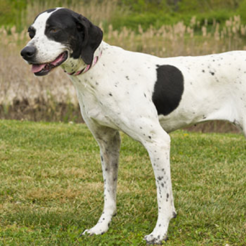Pointer grooming, bathing and care |