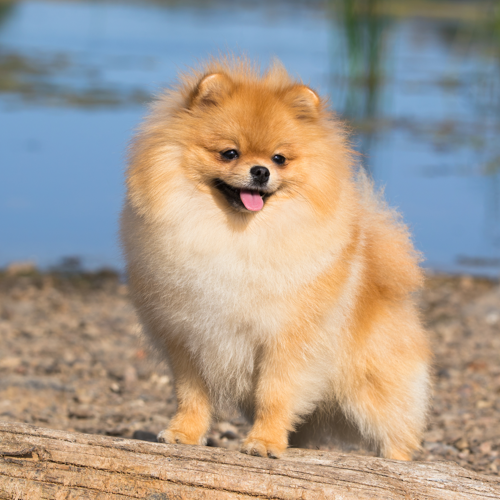 Pomeranian Grooming Bathing And Care Espree
