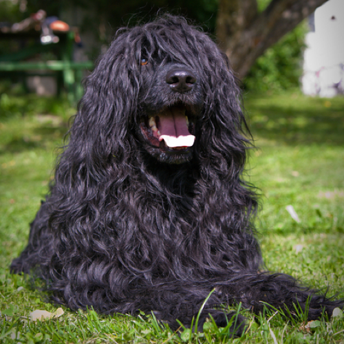 Portuguese Water Dog: Pet Profile (Breed Overview)