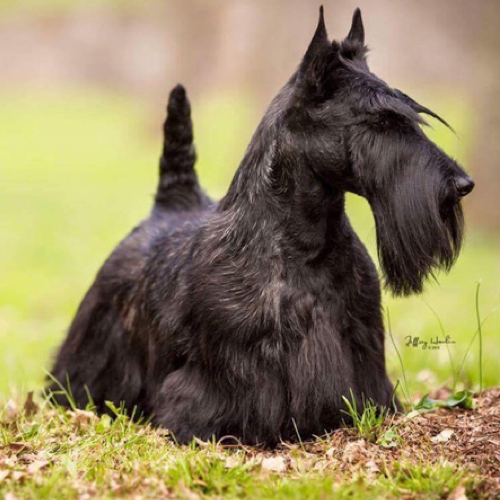 III. Common Health Issues in Scottish Terriers and How to Prevent Them
