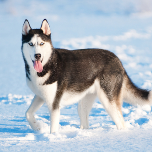 how big do siberian huskies grow