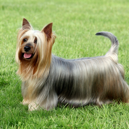 are australian silky terrier puppies lazy