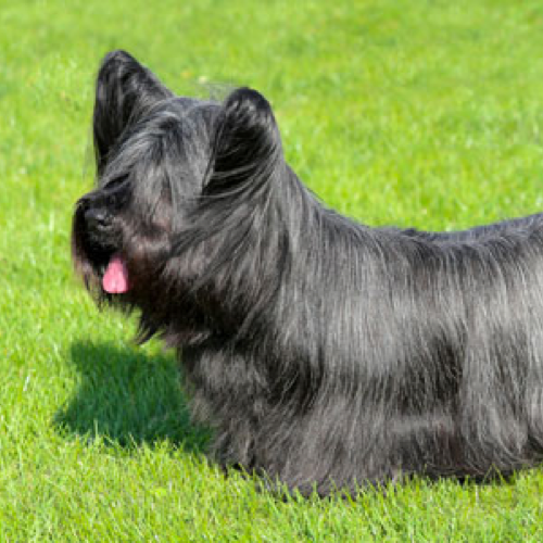 Skye Terrier grooming, bathing and care | Espree