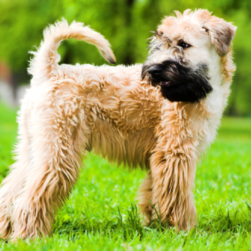 soft coated wheaten terrier mix