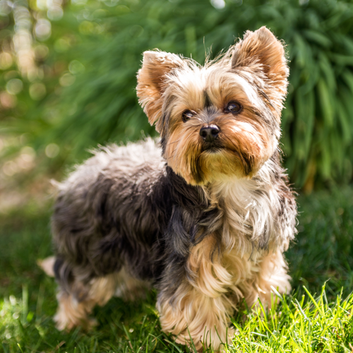 yorkshire terrier care